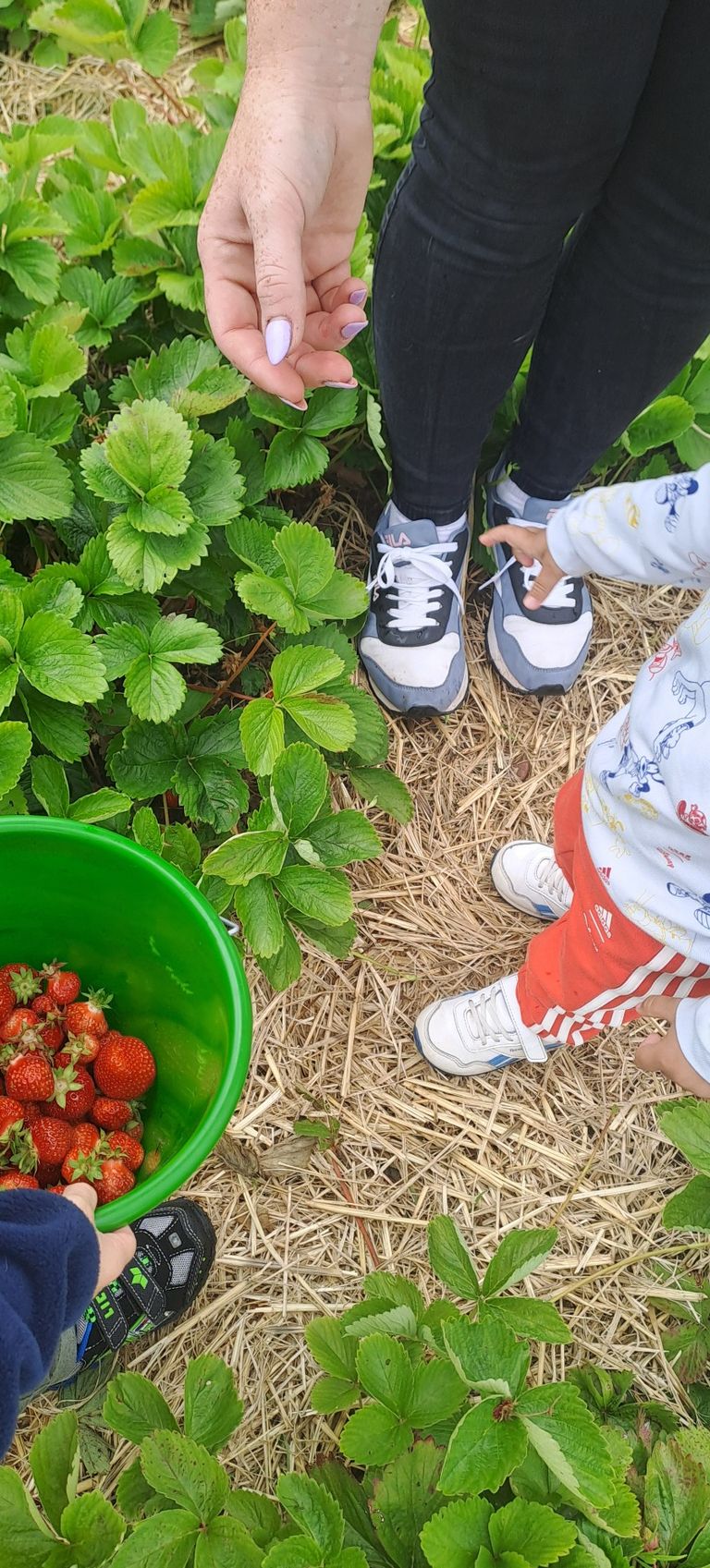Erdbeeren pflücken in Hainburg