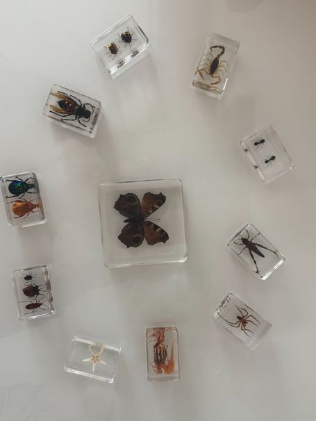 Mini-Kita Seligenstadt Insects